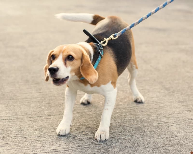 Alert beagle on leash showing aroused but calm body language during a walk