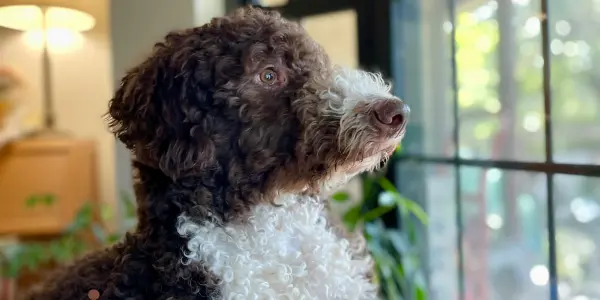 Dog looking anxiously out window waiting for owner to return