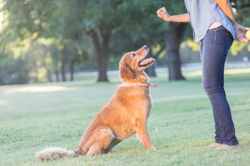 Happy golden retriever sitting calmly and receiving a treat from their owner during a training session