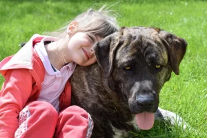 little girl resting her head on a large dog