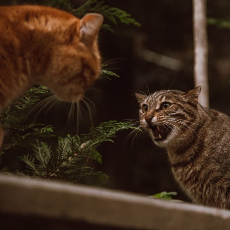 two cats hissing at one another on a window sill